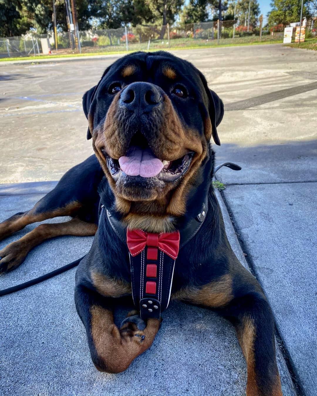 Rottweiler dog wearing a red bow tie sitting on a sidewalk.