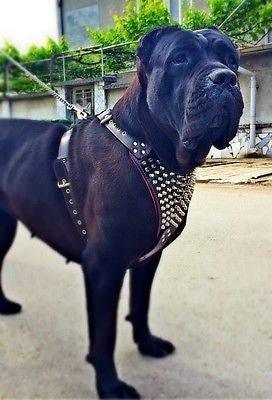 Black dog wearing a studded harness on a street
