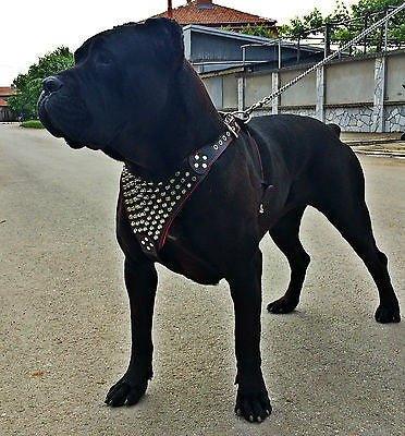 Black dog on a leash with a studded collar standing on a road.